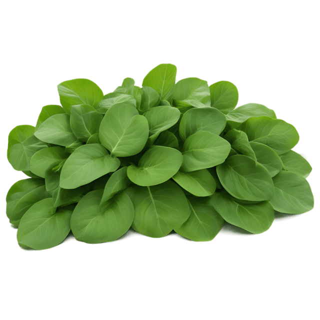 Free transparent PNG: Sorrel Herb Transparent PNG Background for Botanical Illustration and Design