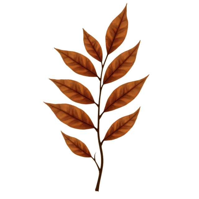 Free transparent PNG: Dry Leaf Clipart in Rich Brown Tones with Soft Highlights