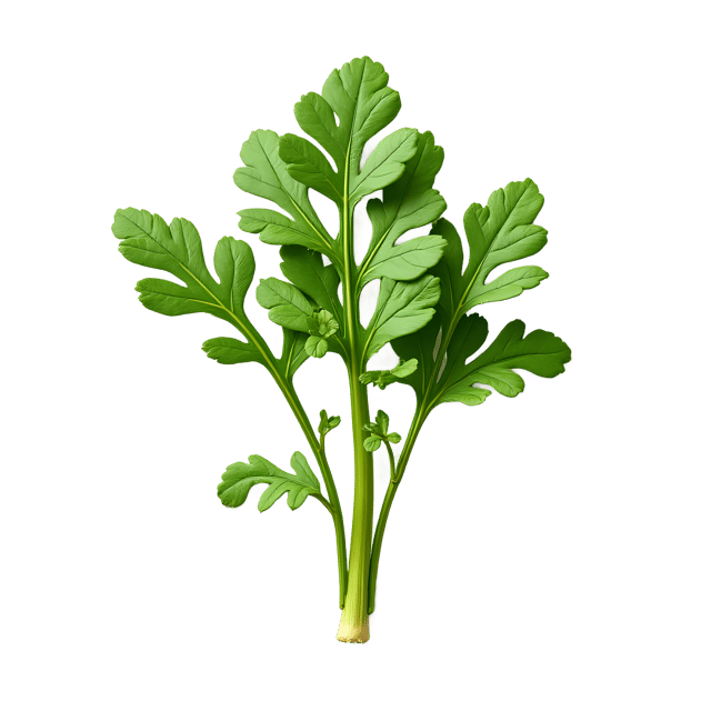 Free transparent PNG: Horseradish PNG Clipart  Perfect for Spices, Cooking  Decor