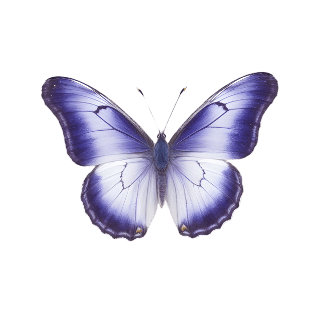 Free transparent PNG: Purple Emperor Butterfly PNG with Transparent Background for Art and Design