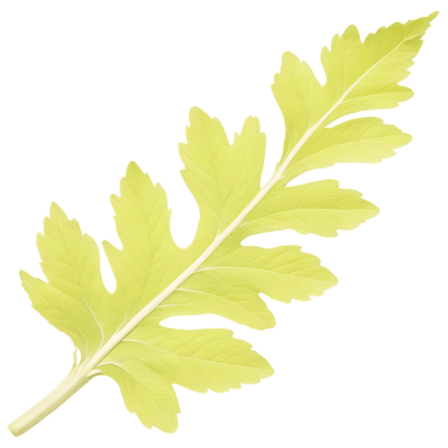 Free transparent PNG: Mullein Leaf Transparent PNG for Botanical and Nature Imagery