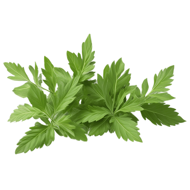 Free transparent PNG: Transparent Background Rue Herb PNG for Botanical and Decorative Use