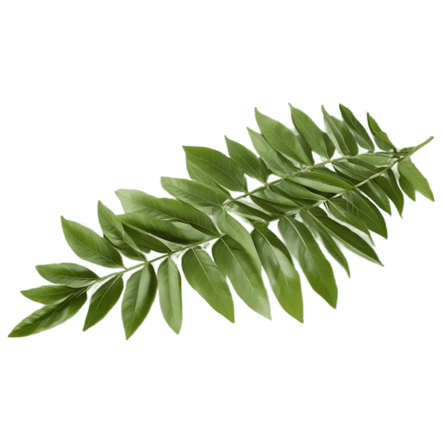 Free transparent PNG: Curry Leaf Herb Transparent PNG for Kitchen and Herbal Imagery