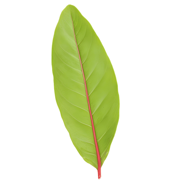 Free transparent PNG: Sorrel Leaf PNG with Transparent Background for Fresh and Natural Imagery