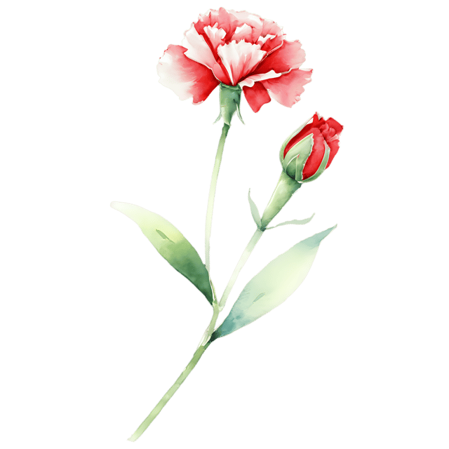 Free transparent PNG: Watercolor Carnation Flower Transparent PNG – Delicate Illustration for Floral Designs