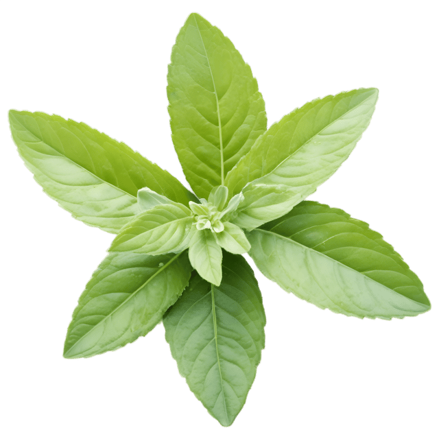 Free transparent PNG: Oregano Herb Transparent PNG for Herbal and Kitchen Themes