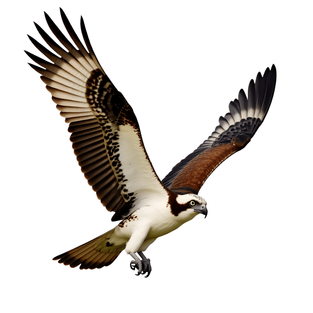 Free transparent PNG: Magnificent Osprey with Brown and White Barred Wings Illustration