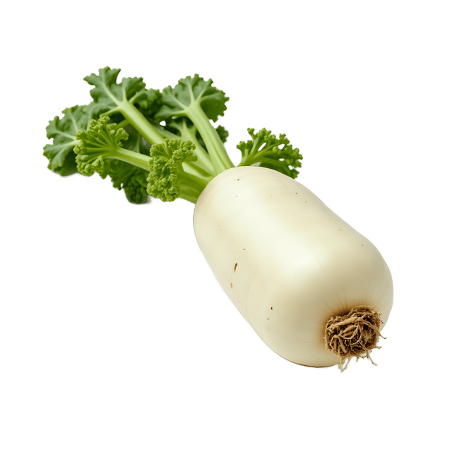 Free transparent PNG: Daikon Radish PNG Clipart  Ideal for Vegetable Projects  Healthy Eating Promotion