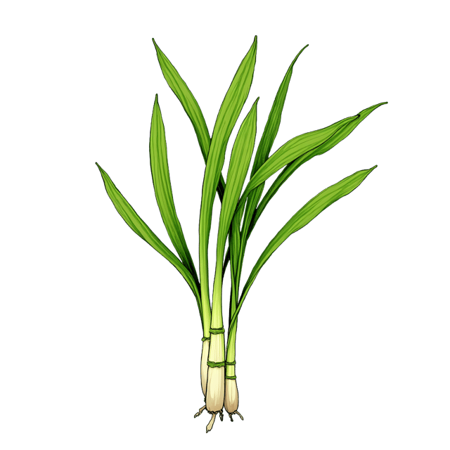 Free transparent PNG: Fresh Lemongrass Stalk  Nature Clipart, free png download