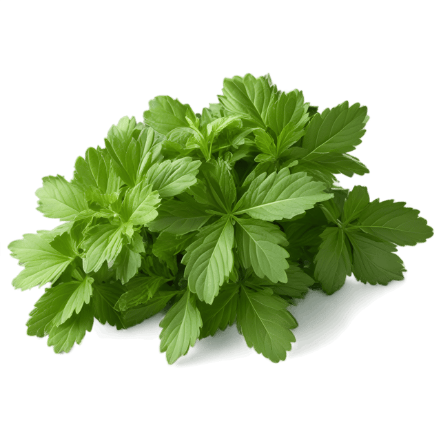 Free transparent PNG: Woodruff Herb Transparent Background PNG