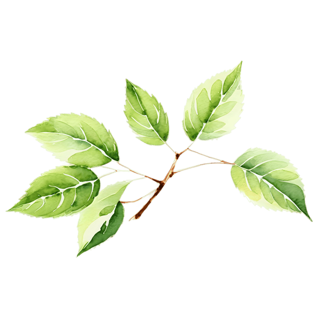 Free transparent PNG: Alder Tree Transparent PNG – Gentle Watercolor Illustration