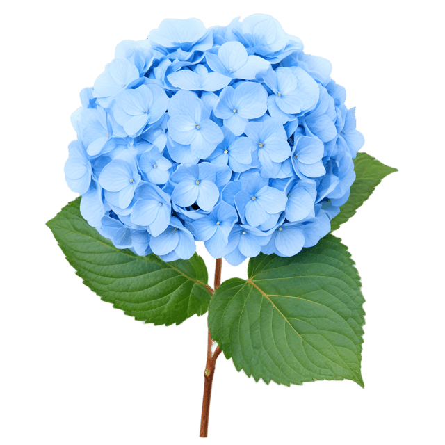 Free transparent PNG: Hydrangea Flower PNG Transparent Background for Floral Design and Crafts