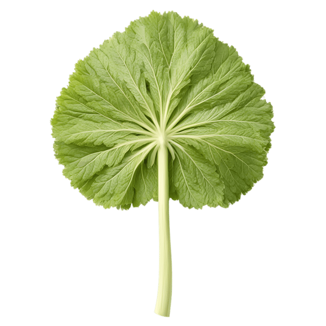 Free transparent PNG: Angelica Herb Transparent Background PNG for Herbal and Botanical Design