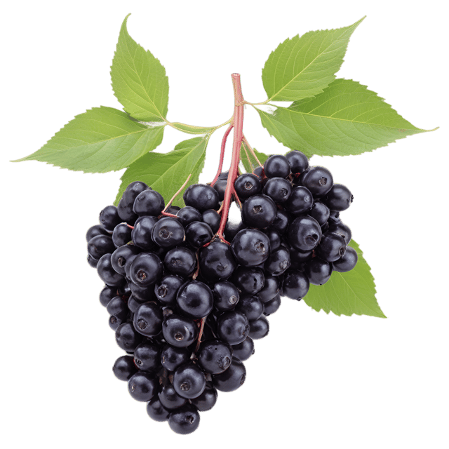 Free transparent PNG: Elderberry Transparent PNG Image for Botanical and Craft Use