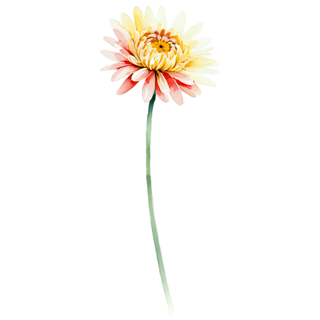Free transparent PNG: Chrysanthemum Watercolor Flower Transparent PNG – Gentle Illustration for Designers & Creators