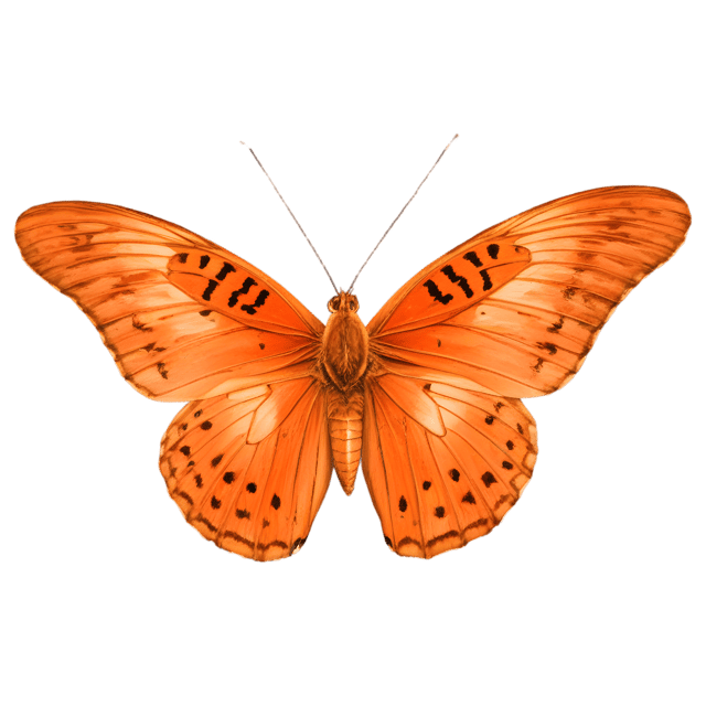 Free transparent PNG: Gulf Fritillary Butterfly Transparent PNG