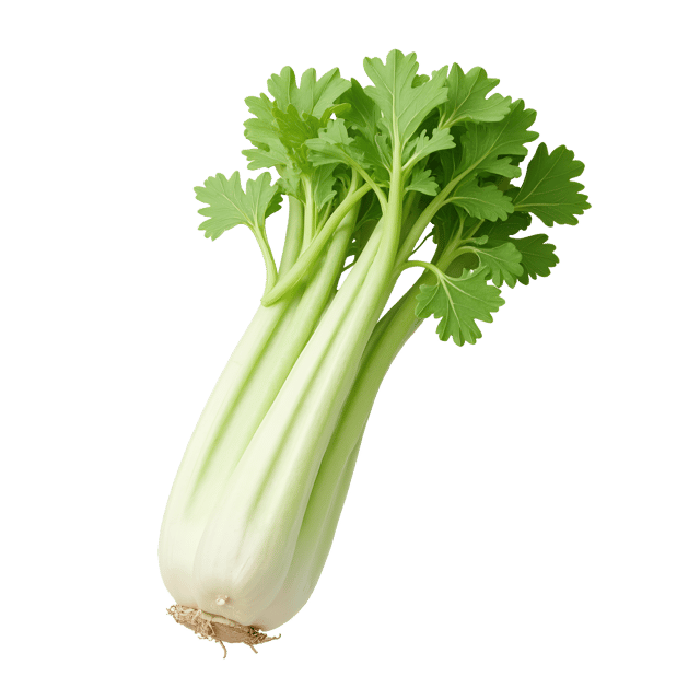 Free transparent PNG: Crisp White Celery Stalks with Delicate Leaves Clipart Illustration