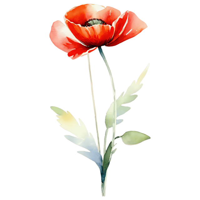 Free transparent PNG: Watercolor Poppy Flower PNG – Transparent Background Illustration