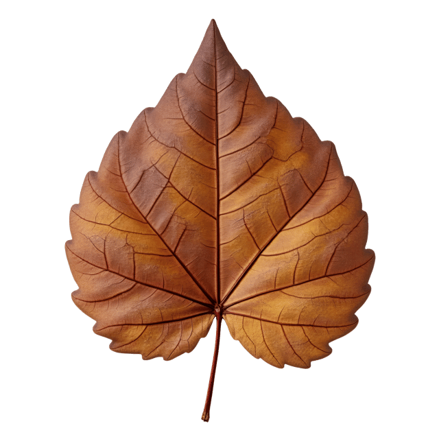 Free transparent PNG: Worn Brown Leaf Weathered Illustration with White Background