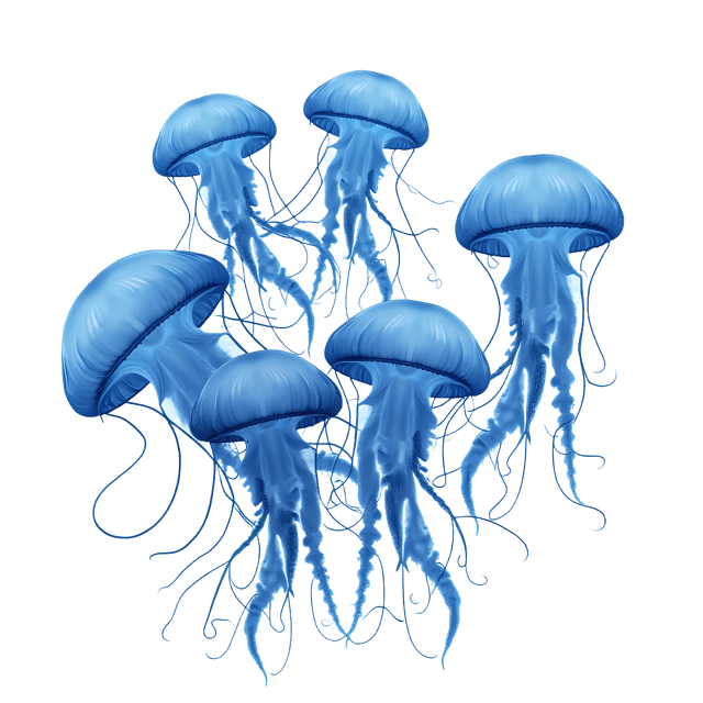 Free transparent PNG: Group of Jellyfish Near Surface Light  Underwater Clipart, free transparent png download