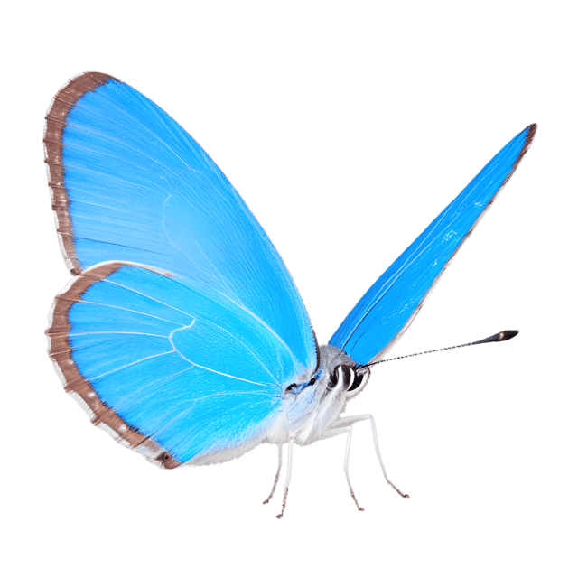 Free transparent PNG: Crowned Hairstreak Butterfly PNG with Transparent Background for Art and Design