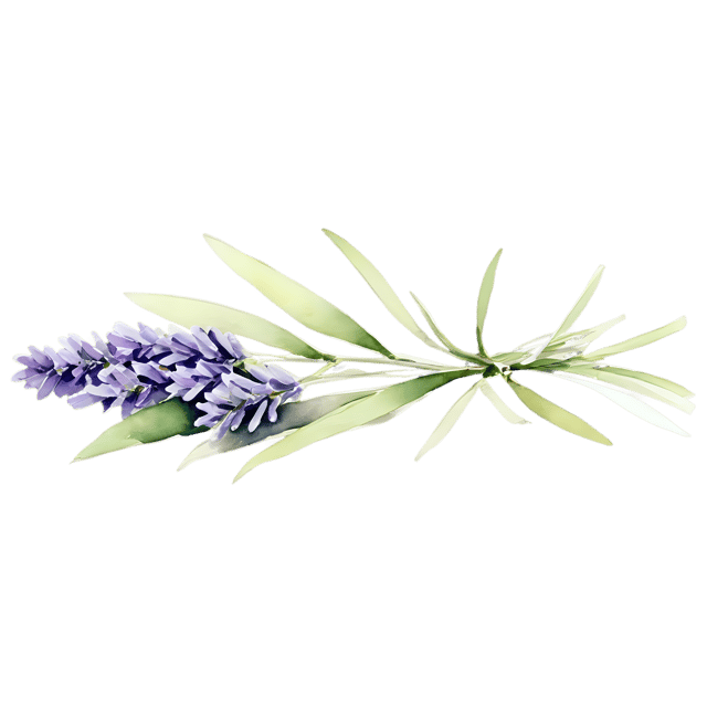 Free transparent PNG: Lavender Sprig Trim - Transparent Watercolor Illustration PNG