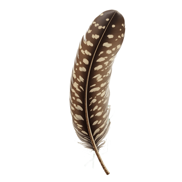 Free transparent PNG: Owl Feather Detail Among Fern Fronds  Nature Clipart, Free PNG Download
