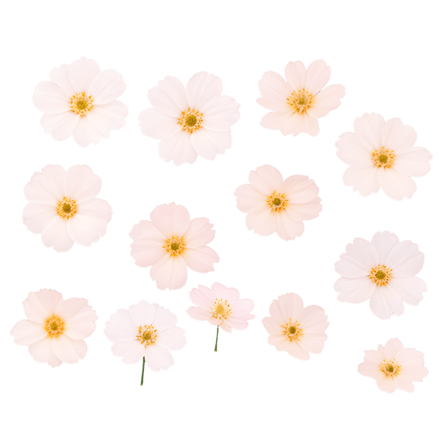 Free transparent PNG: Delicate Petal PNG with Transparent Background for Floral Design