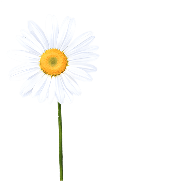 Free transparent PNG: Single Daisy Transparent PNG Image for Floral Design and Clipart