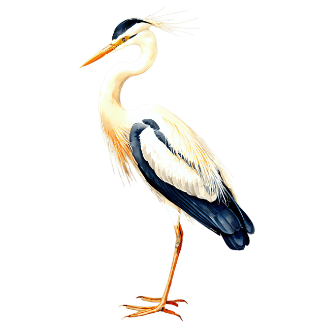 Free transparent PNG: Transparent Watercolor Heron Bird Clipart - Gentle Illustration for Designers & Creators