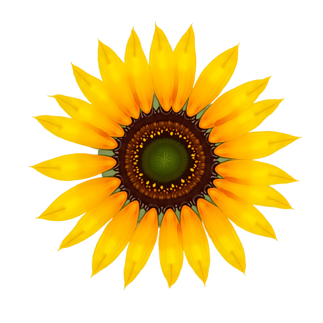 Free transparent PNG: Sunflower with Yellow Petals PNG Image on Transparent Background