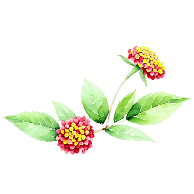 Free transparent PNG: Lantana Flower Watercolor Illustration – Transparent PNG for Floral Designs