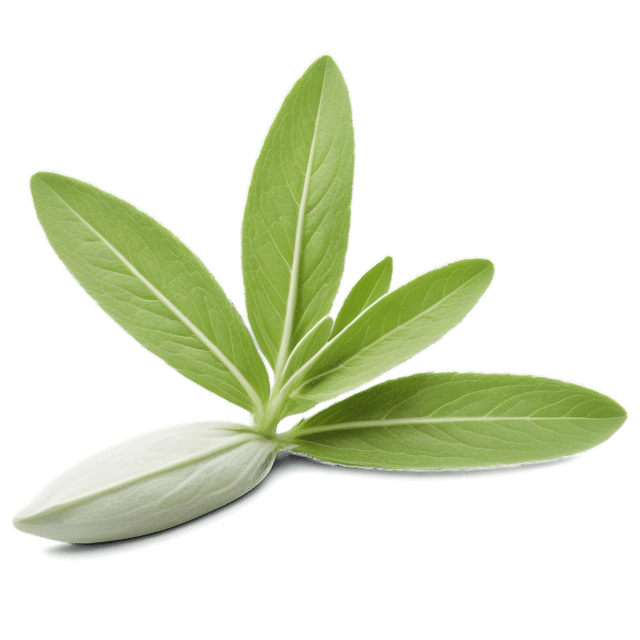 Free transparent PNG: Sage Herb Transparent PNG Background for Botanical Design and Clipart