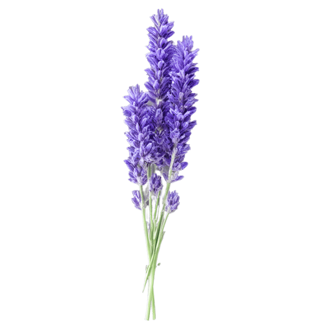 Free transparent PNG: Lavender Color Splash PNG with Transparent Background for Design and Craft Projects