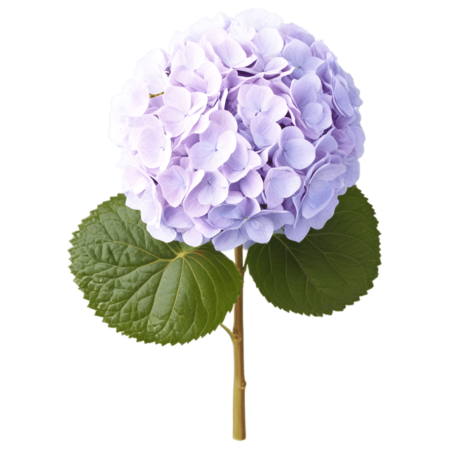 Free transparent PNG: Hydrangea Flower PNG with Transparent Background for Floral Design and Art