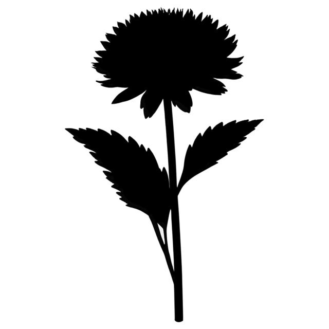 Free transparent PNG: Aster Flower PNG with Transparent Background for Botanical Art and Design