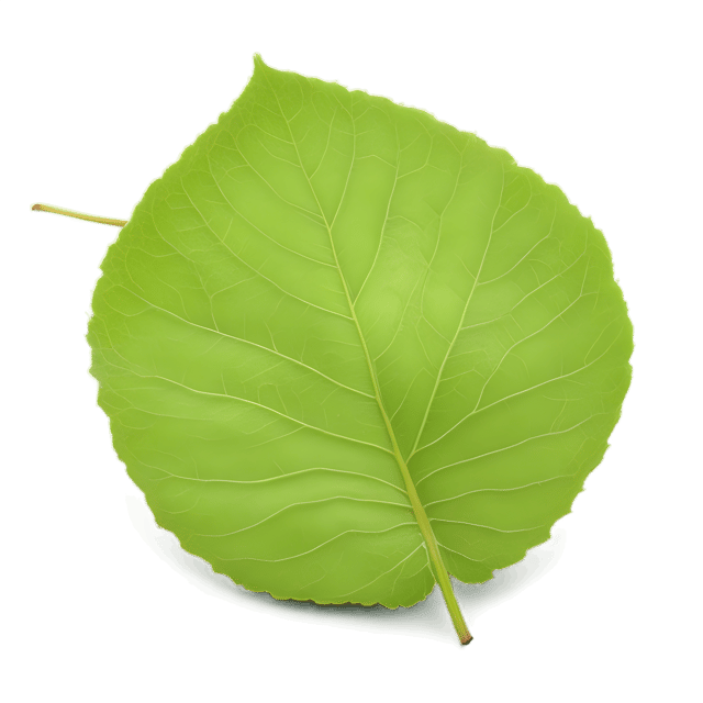 Free transparent PNG: Aspen Leaf Transparent Background PNG for Nature Imagery