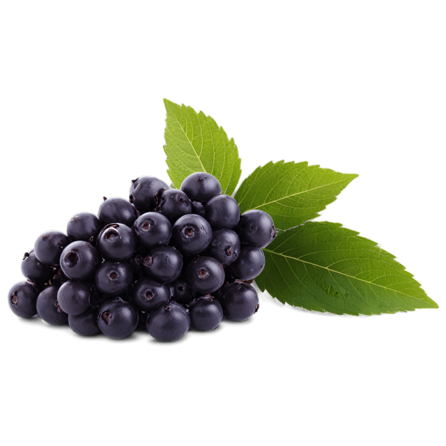 Free transparent PNG: Elderberry Transparent PNG Image for Decor and Crafts