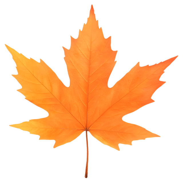 Free transparent PNG: Maple Leaf Transparent PNG for Crafts and Design Projects
