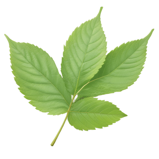 Free transparent PNG: Alder Leaf Transparent Background PNG for Nature and Decorative Uses
