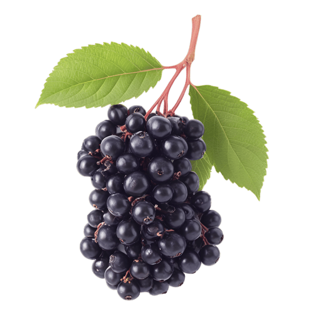 Free transparent PNG: Elderberry Transparent PNG for Decorative and Craft Uses
