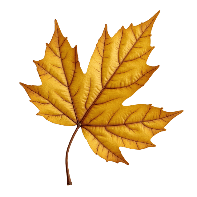 Free transparent PNG: Dry Golden Leaf with Intricate Veining and Delicate Texture