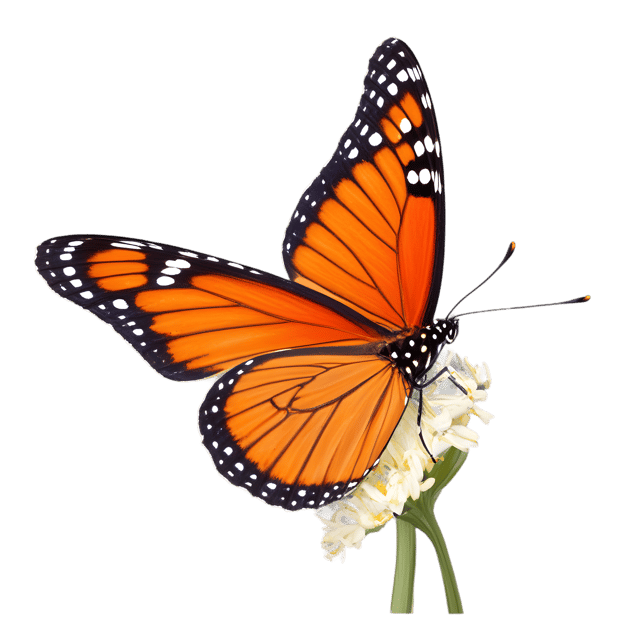 Free transparent PNG: Viceroy Butterfly Transparent PNG for Nature and Insect Imagery