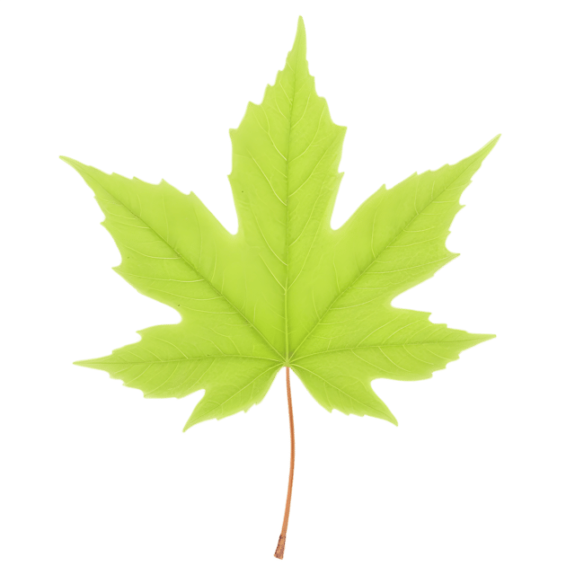 Free transparent PNG: Maple Leaf PNG with Transparent Background for Crafting and Design