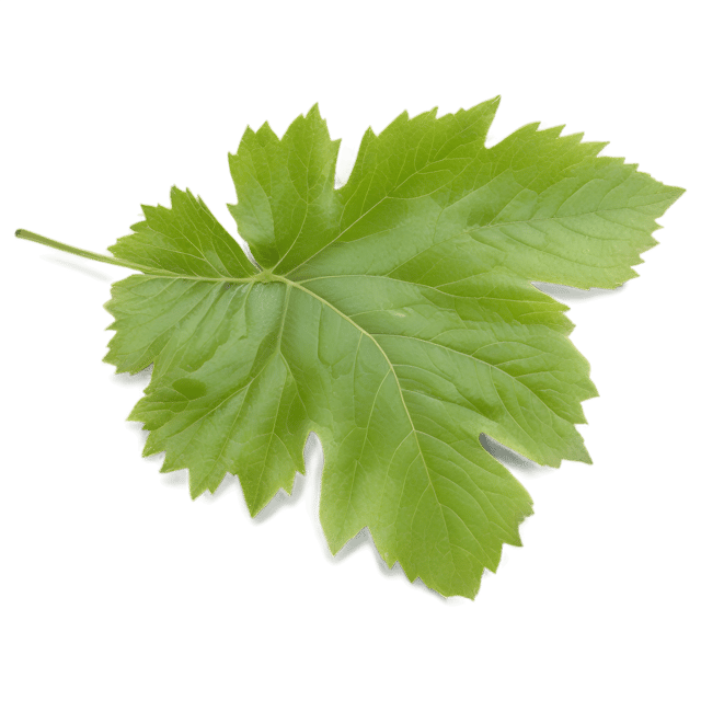 Free transparent PNG: Grape Leaf Transparent Background PNG for Visual Design and Art Projects
