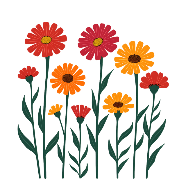 Free transparent PNG: Bright Zinnias with Multicolored Petals and Tall Stems Transparent PNG