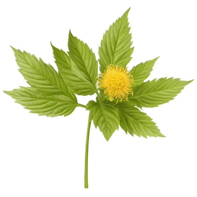 Free transparent PNG: Goldenseal Herb Transparent PNG
