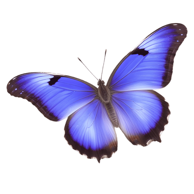Free transparent PNG: Purple Emperor Butterfly PNG with Transparent Background