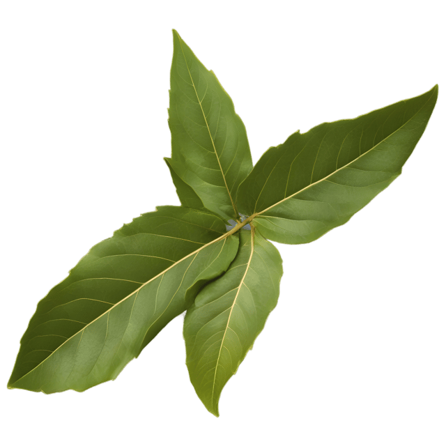 Free transparent PNG: Bay Leaf Transparent Background PNG for Kitchen and Herb Imagery