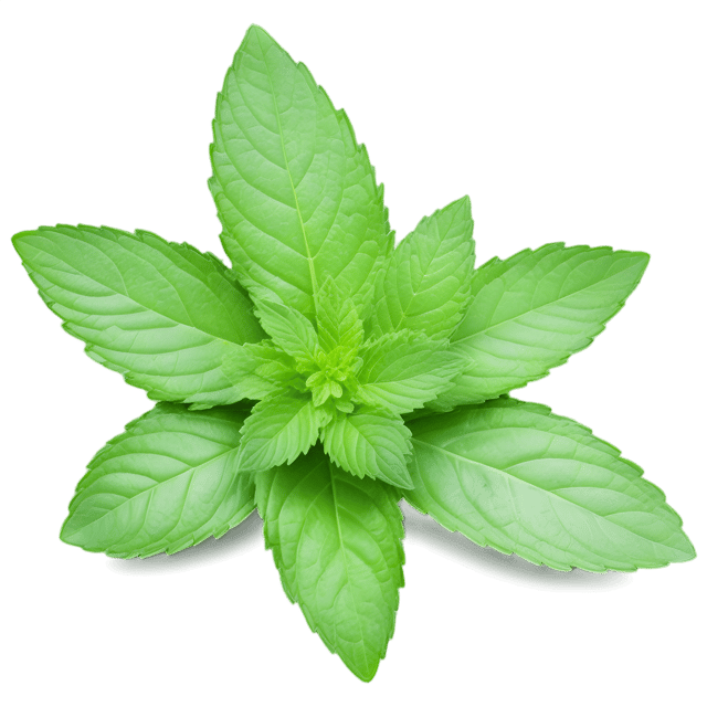 Free transparent PNG: Peppermint Herb Transparent PNG for Herbal Design and Decor